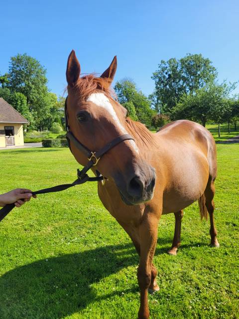 Broodmare English Thoroughbred For sale 2005 Chesnut