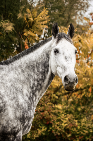 Gelding Anglo-Arabian For sale 2017 Grey