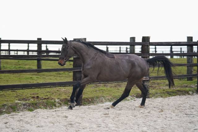 Gelding Selle Fran&ccedil;ais For sale 2021 Dark Bay
