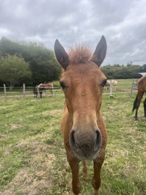 Colt No Origin Recorded For sale 2025 Chesnut