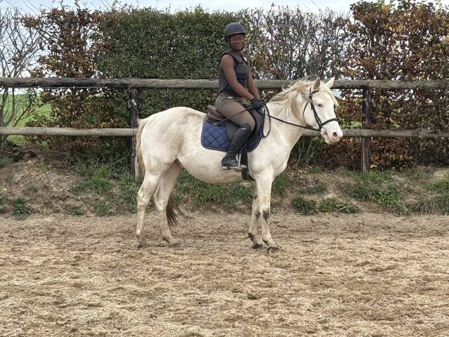 Gelding Other Pony Breed For sale 2021 White