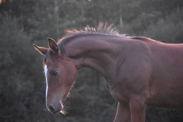 Filly Selle Français For sale 2024 Dark Bay
