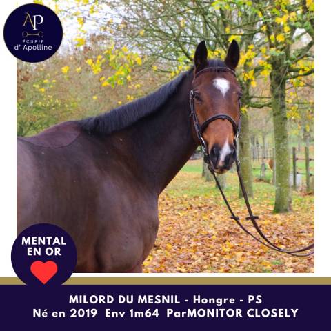 Gelding Thoroughbred For sale 2019 Bay