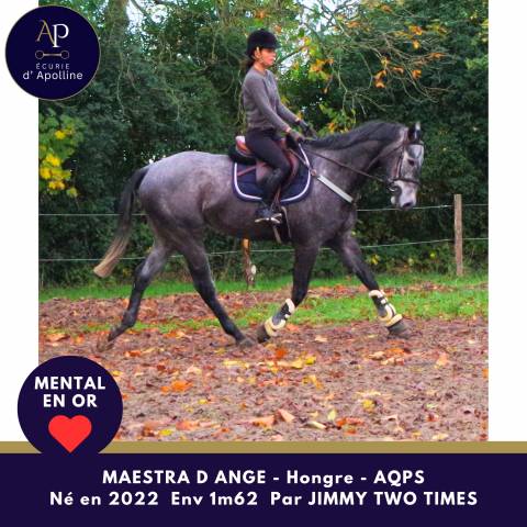 Gelding AQPS For sale 2022 Grey
