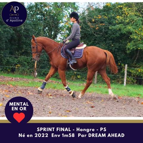 Gelding Thoroughbred For sale 2022 Chesnut