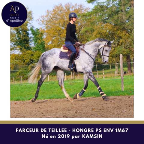 Gelding Thoroughbred For sale 2019 Grey