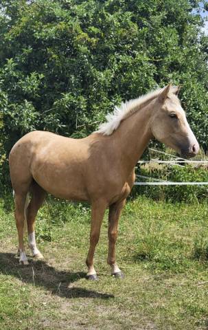 Filly Origin Recorded For sale 2023 Palomino