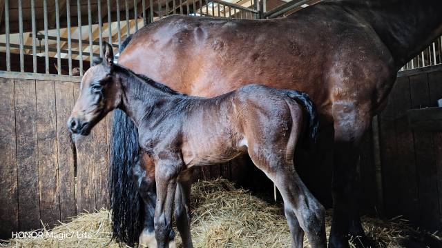 Filly Zangersheide For sale 2026 Other color