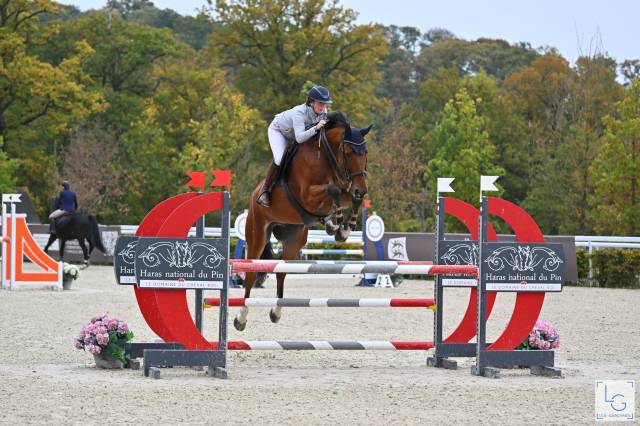 Gelding Selle Français For sale 2017 Bay