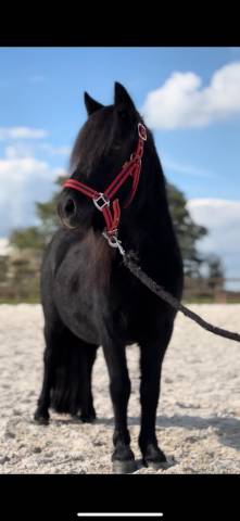 Mare Shetland Pony For sale 2023 Black