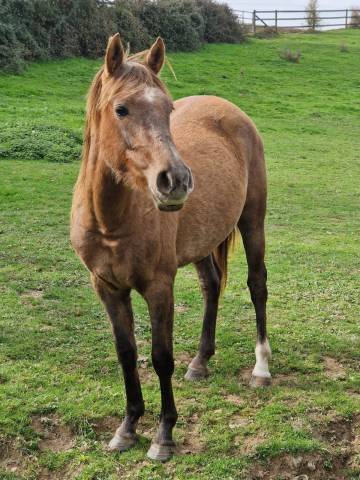 Mare Other Pony Breed For sale 2023 Chesnut