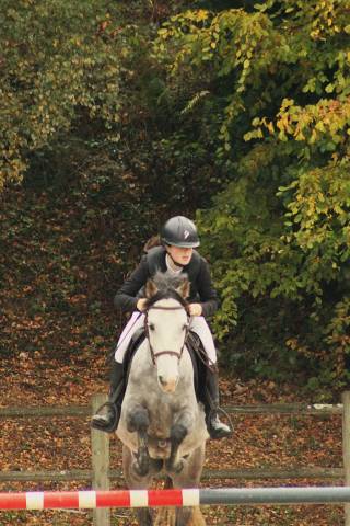 Gelding Origin Recorded For sale 2020 Grey