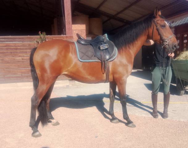 Mare No Origin Recorded For sale 2020 Bay