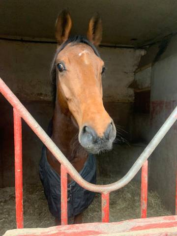 Gelding Thoroughbred For sale 2023 Bay