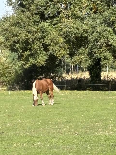 Mare Comtois For sale 2019 Chesnut