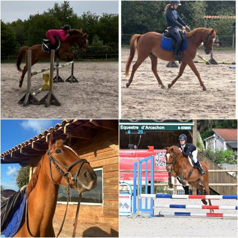 Gelding Origin Recorded For sale 2018 Chesnut