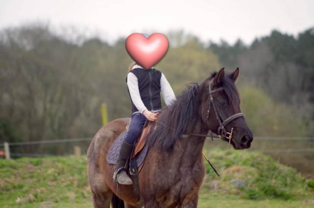 Gelding Other Pony Breed For sale 2021 Grey