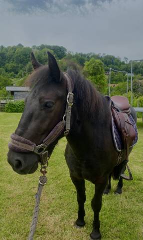 Gelding No Origin Recorded For sale 2023 Dark Bay