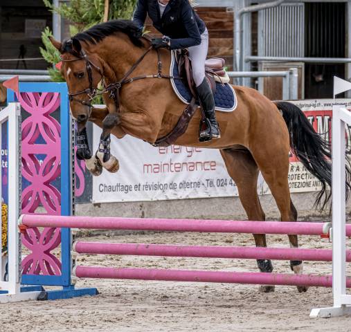 Gelding BWP Belgian Warmblood For sale 2022 Bay