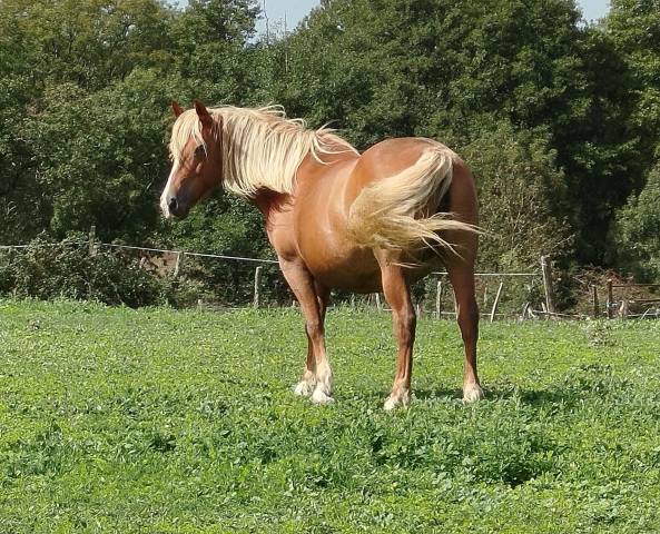 Mare Origin Recorded For sale 2014 Chesnut