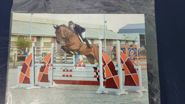 Gelding Selle Français For sale 2010 Bay