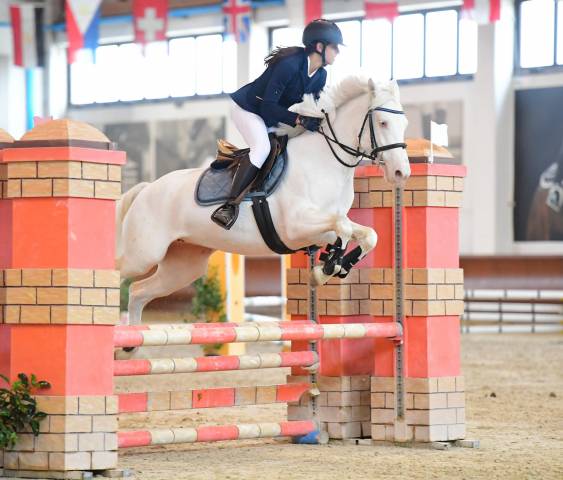 Mare Connemara For sale 2019 Cremello