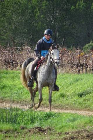 Gelding Arabian Thoroughbred For sale 2019 Grey