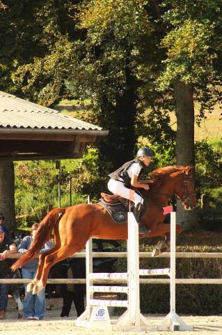 Gelding Selle Français For sale 2020 Chesnut