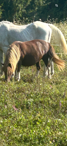 Mare Shetland Pony For sale 2004 Chesnut