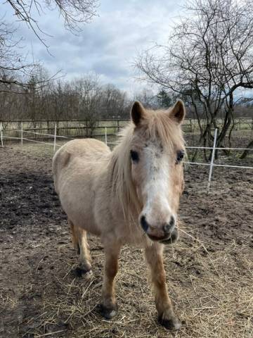 Mare Other Pony Breed For sale 1999 Palomino