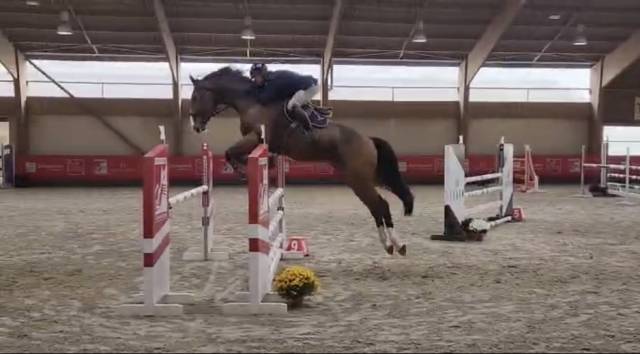 Gelding Selle Français For sale 2018 Bay