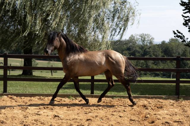 Lyowen Kal Kansas - Azteca 2021 by KANSAS LEO BRENNS