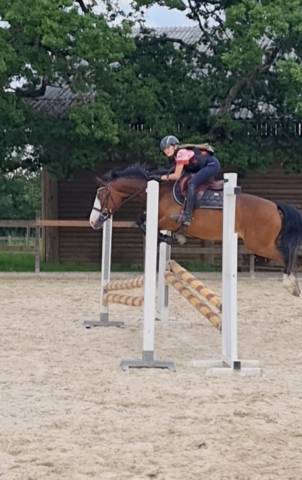 Mare French Saddle Pony For sale 2020 Bay