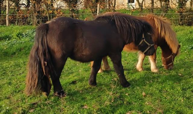Entire Shetland Pony For sale 2024 Black