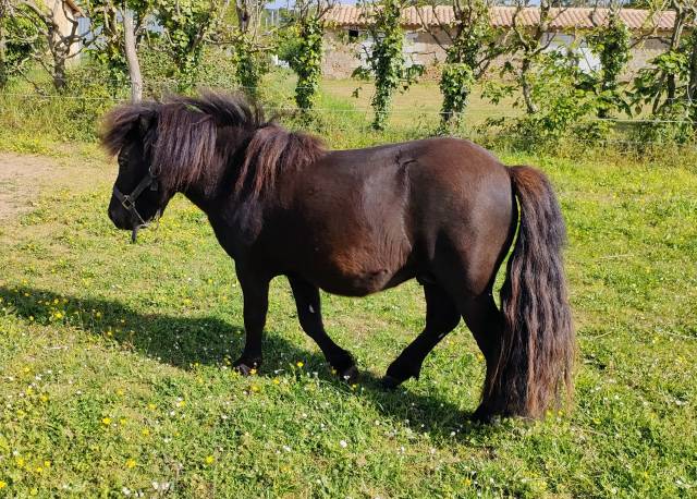 Entire Shetland Pony For sale 2024 Black