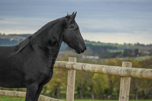 Mare Friesian For sale 2022 Black