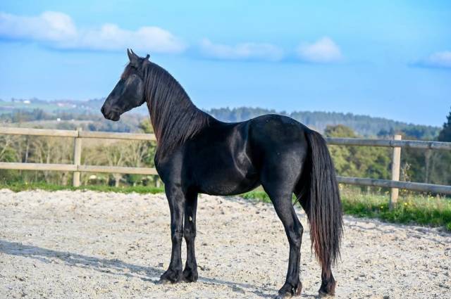 Mare Friesian For sale 2022 Black
