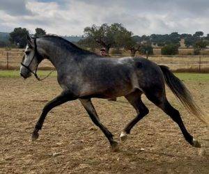 Entire Lusitano For sale 2022 Grey