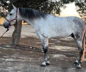 Gelding PRE Pure Spanish Bred For sale 2019 Grey