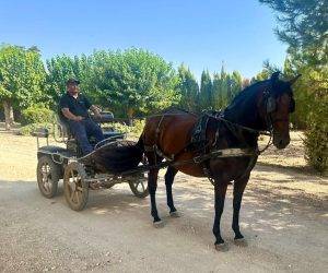 Mare PRE Pure Spanish Bred For sale 2019 Bay