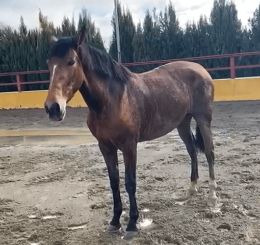 Mare PRE Pure Spanish Bred For sale 2017 Bay