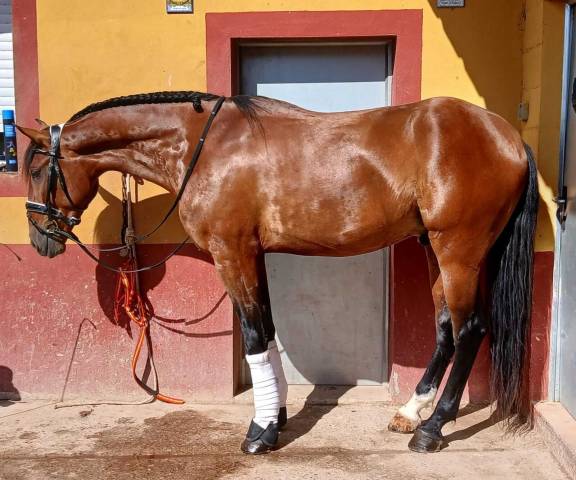 Entire Lusitano For sale 2021 Bay
