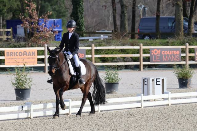 Gelding French Saddle Pony For sale 2016 Dark Bay