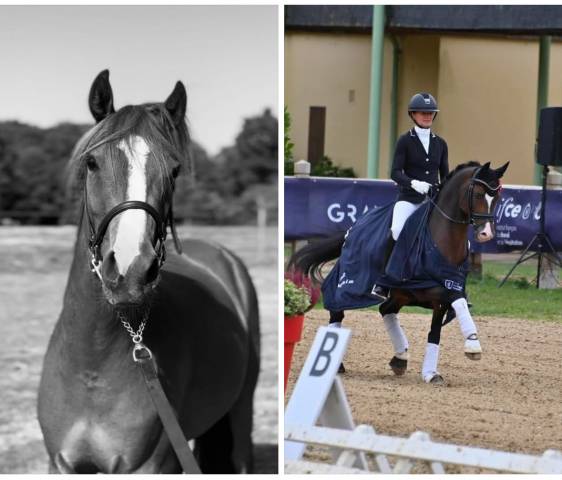 Colt French Saddle Pony For sale 2025 Other color