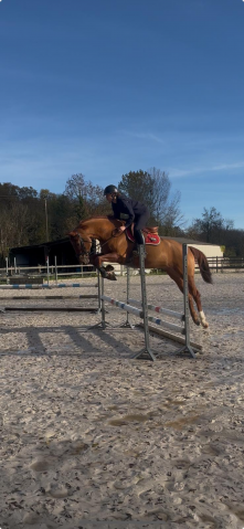 Gelding Hanoverian For sale 2021 Chesnut