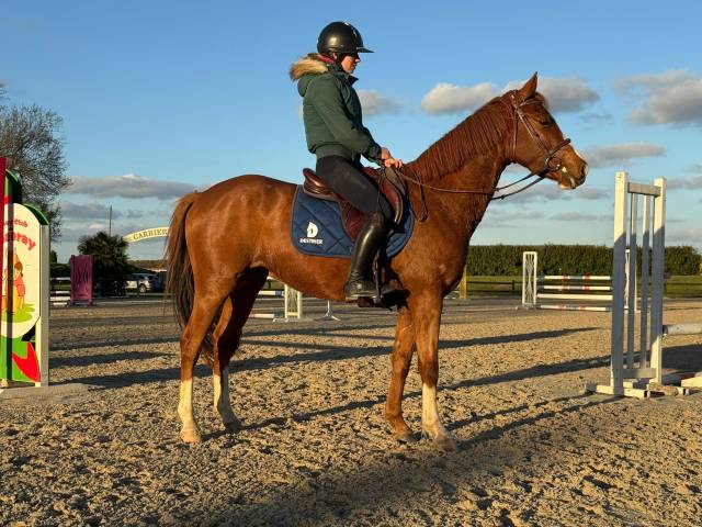 Gelding Selle Français For sale 2023 Chesnut