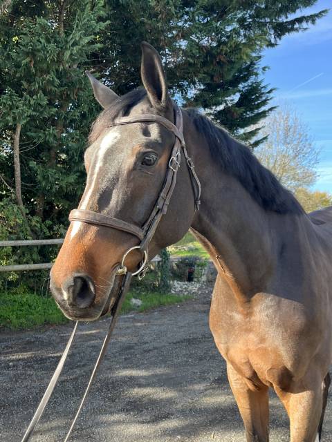 Gelding Selle Français For sale 2019 Bay
