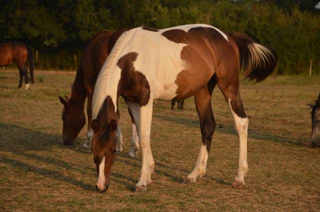 Gelding Saddle Horse For sale 2025 Coloured