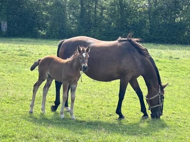 Filly French Saddle Pony For sale 2025 Bay