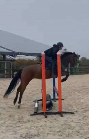 Mare Origin Recorded For sale 2019 Bay